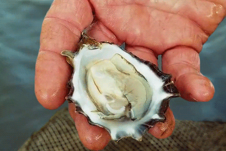 oyster shell meaning, definitions, synonyms