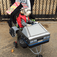 jess  dog cute car back to the future
