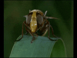 mauxuam acid fly GIF