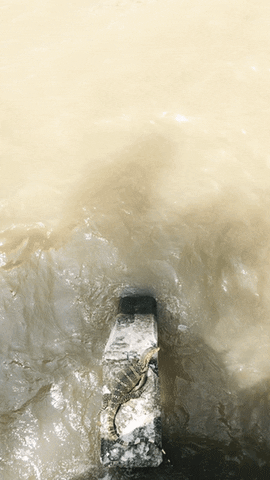 potsawats animal salvator varanus GIF