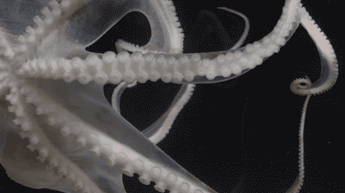 source.gif