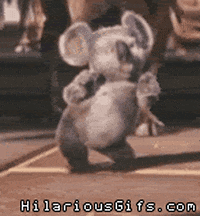 scritchproductions koala dancing GIF