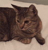 200.gif