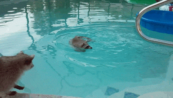 phuong  GIF