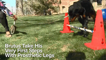 dog news GIF by NowThis 