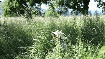 Field Of Dreams Look GIF by Four Rest Films