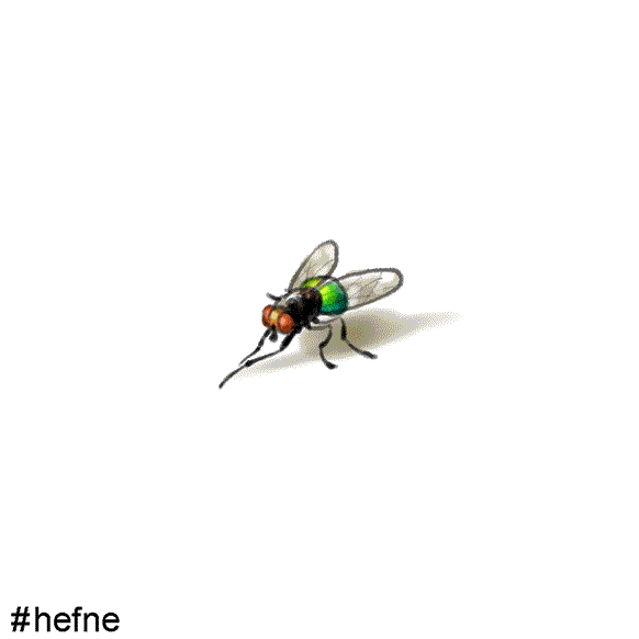 ahmedhefnawy worm up fly rubbing hands GIF