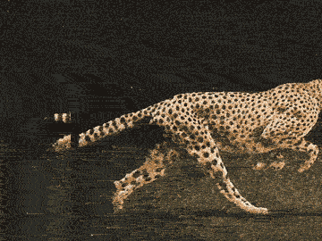 Cheetah Meme Gifs