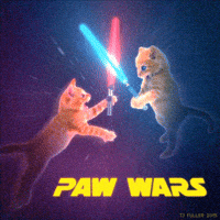 star wars cat gif