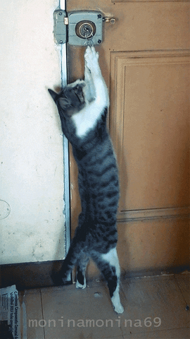 onsite funny cat animals gym GIF