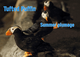 bird puffin GIF by Monterey Bay Aquarium