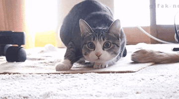prawitsarathamwuthikul  GIF