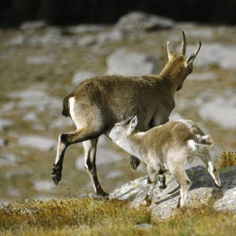 andreacassinari 5x1000 pngp stambecco GIF