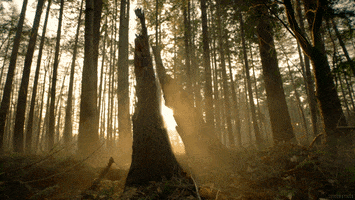 cinemagraph GIF by Living Stills