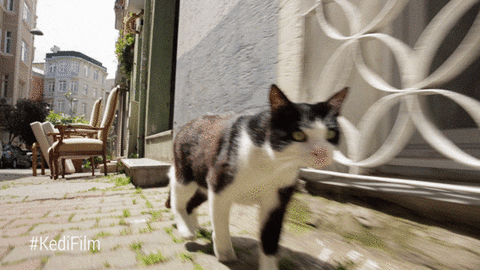 giphy.gif?cid=790b7611783609341b97a27b28
