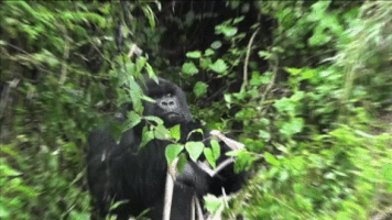 Wildlife gif. Gorilla is slowly chewing on something as it peers over branches to spy on someone. The camera catches it in the act and zooms in on it.