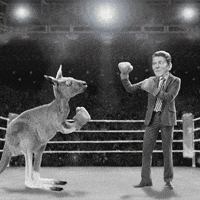 pic Boxing Kangaroo Fight Gif kangaroos boxing gifs get the best