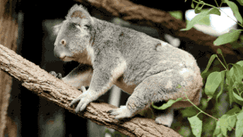 thisisqueensland dance celebrate winning tgif GIF