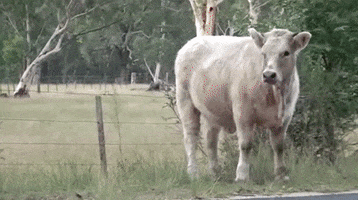 jokes joke cow jokes udder GIF