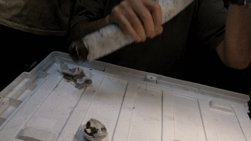 manuelpina shipworm kuphus polythalamia GIF