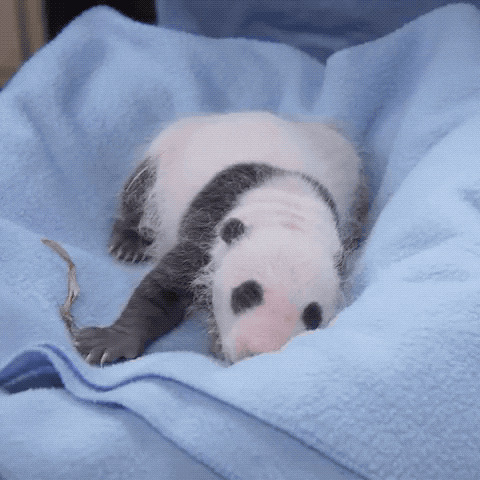 baby animals surprise GIF by San Diego Zoo