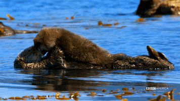 blue planet otters GIF by BBC America