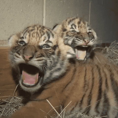 baby animals yawn GIF by San Diego Zoo