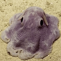 dumbo octopus swimming GIF by OctoNation