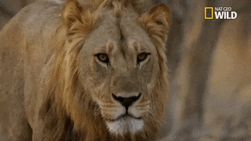 lions savage kingdom GIF by Nat Geo Wild 