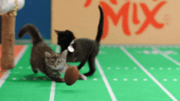 football cats GIF by Hallmark Channel