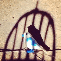 bird cage GIF