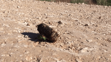 stevenlesliejohnson oklahoma kansas high hopes dung beetle GIF