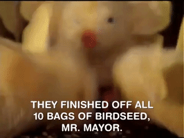 200.gif?cid=fc005b085089b5b57f2a70c09ef470cbf095e8ea9f412cb2&rid=200.gif&ct=g
