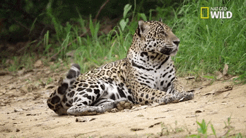savage kingdom jaguar GIF by Nat Geo Wild 