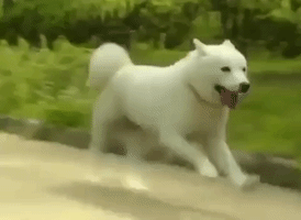 dog running GIF