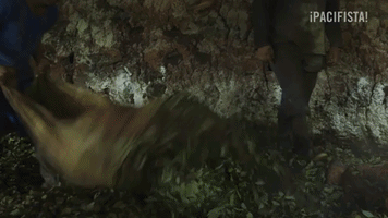 Colombia Vice GIF