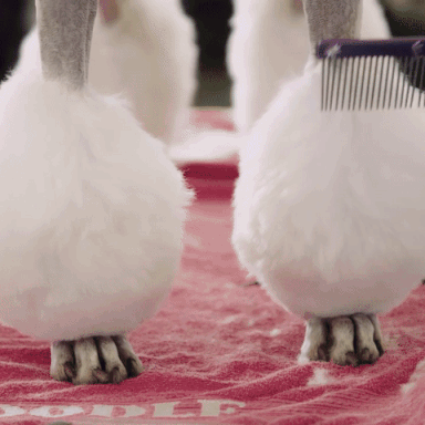 nowness dogs nowness dogshow suethenight GIF
