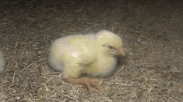 benoitvandenbroeck kip dieren vlees GIF