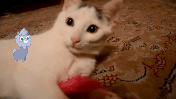 Cat GIF