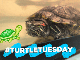 Tuesday Turtle GIF by Nebraska Humane Society