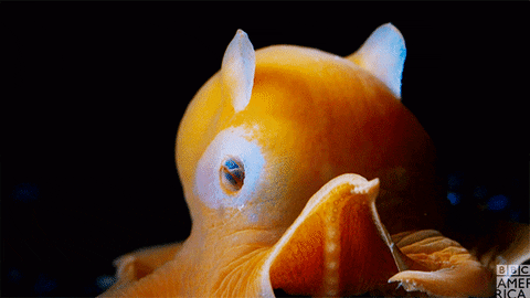 Blue Planet Octopus GIF by BBC America - Find & Share on GIPHY