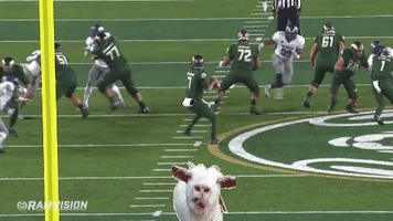 Colorado State Csurams GIF