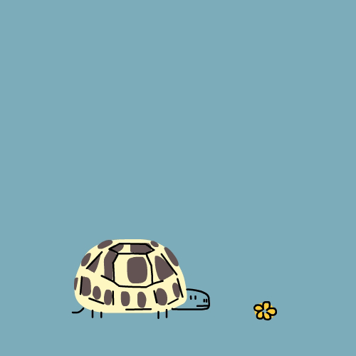 hungry turtle GIF by CsaK