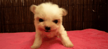 Guard Dog GIF