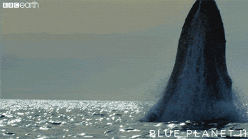 blue planet jump GIF by BBC Earth