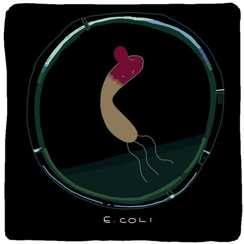 microbe e.coli GIF
