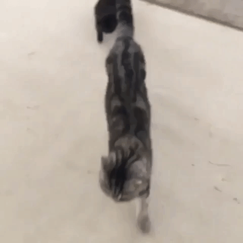 Fun GIF