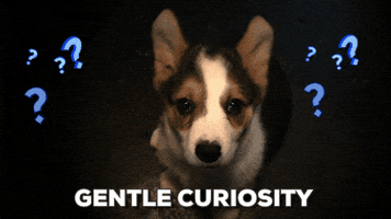 Gentle Curiosity GIFs - Get the best GIF on GIPHY