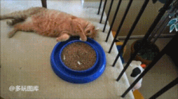 johnmaike  GIF