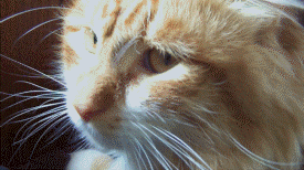 Taureny cat reaction GIF
